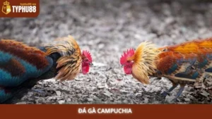 Đá gà Campuchia Typhu88