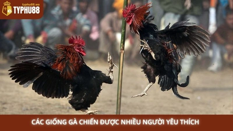 Đá gà Campuchia Typhu88 - Trực tiếp các trận kinh điển 2 Các giống gà chiến được nhiều người yêu thích