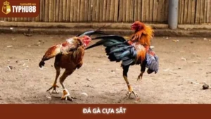đá gà cựa sắt Typhu88