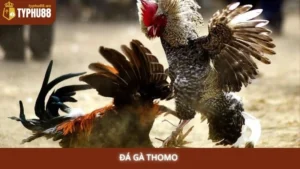 Đá gà Thomo Typhu88