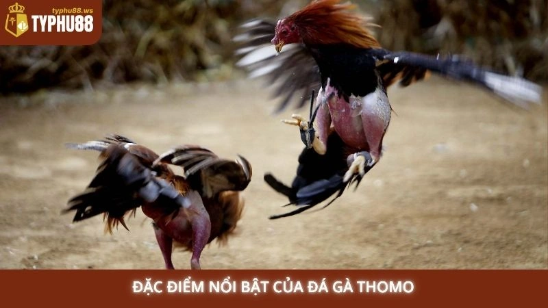 Đá gà Thomo trực tiếp hôm nay | Link xem full HD tại Typhu88 1 Đặc điểm nổi bật của đá gà Thomo
