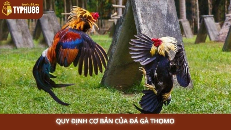 Đá gà Thomo trực tiếp hôm nay | Link xem full HD tại Typhu88 2 Quy định cơ bản của đá gà Thomo