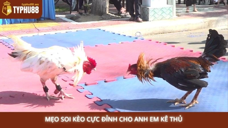 Đá gà Thomo trực tiếp hôm nay | Link xem full HD tại Typhu88 3 Mẹo soi kèo cực đỉnh cho anh em kê thủ